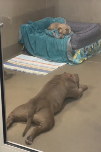 Aunque era poco probable, encontraron