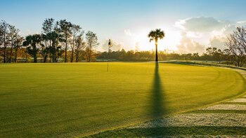 Esta es la palmera que