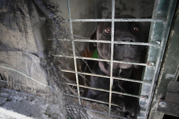 Imagen XHZFQ5WFLZBJXFI4SBG5VRF6VM