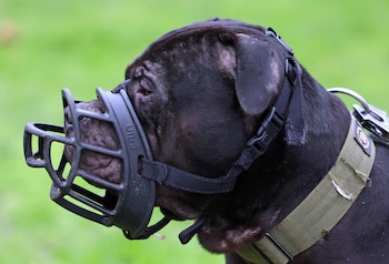 La raza es conocida por