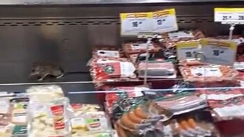 Los roedores se encontraban sobre