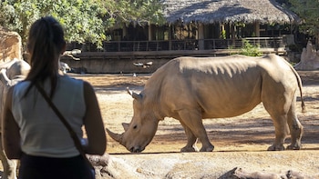 La rinoceronta Ami muere a los siete años en el Bioparc de Valencia tras agravarse su enfermedad de la médula ósea
