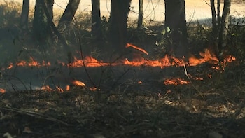 Los incendios forestales fueron potenciados