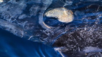 El avistaje de ballenas es