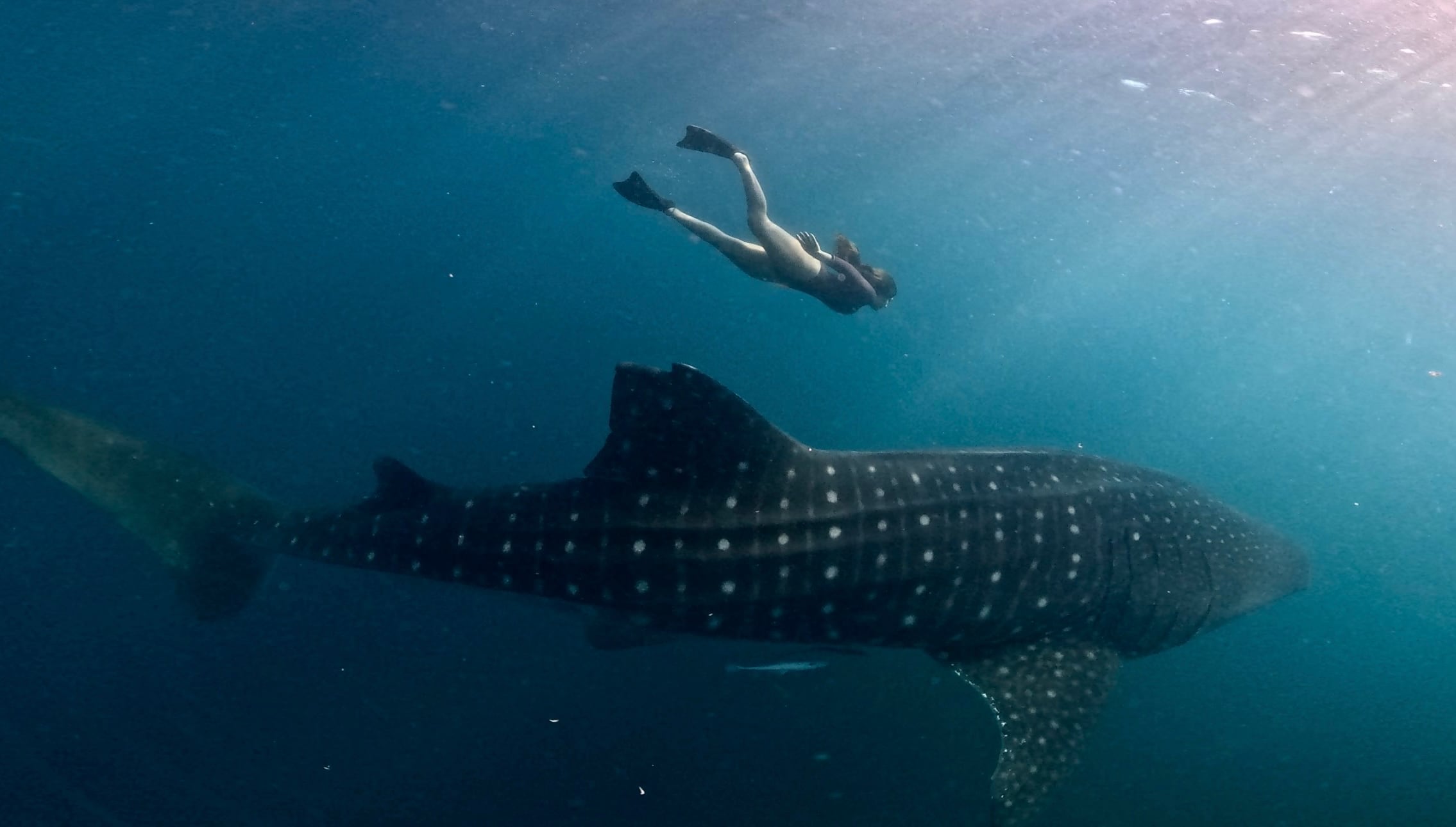La modelo nadó junto a un tiburón ballena durante el recorrido por Indonesia (Gentileza: María Susini)