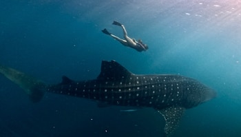 María Susini viajó con sus hijos a Indonesia y vivió días de surf, cascadas y tiburones ballena