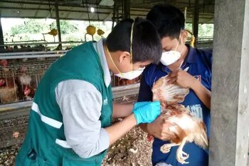 El predio afectado fue puesto en cuarentena y 54 aves murieron o fueron sacrificadas como parte del protocolo sanitario. Senasa