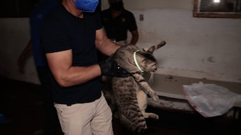 En julio de 2025 se reubicaron a más de 70 gatos que fueron encontrados en condiciones deplorables. (PN)
