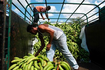 Uno de los programas financiados por Estados Unidos fortalece a los sindicatos bananeros de Honduras. EFE/Pablo Añeli/Archivo