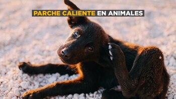 Parche caliente en animales: ¿qué