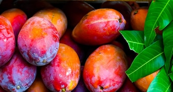 La tradición y la investigación impulsan el redescubrimiento de las hojas de mango - crédito Secretaría de Prensa