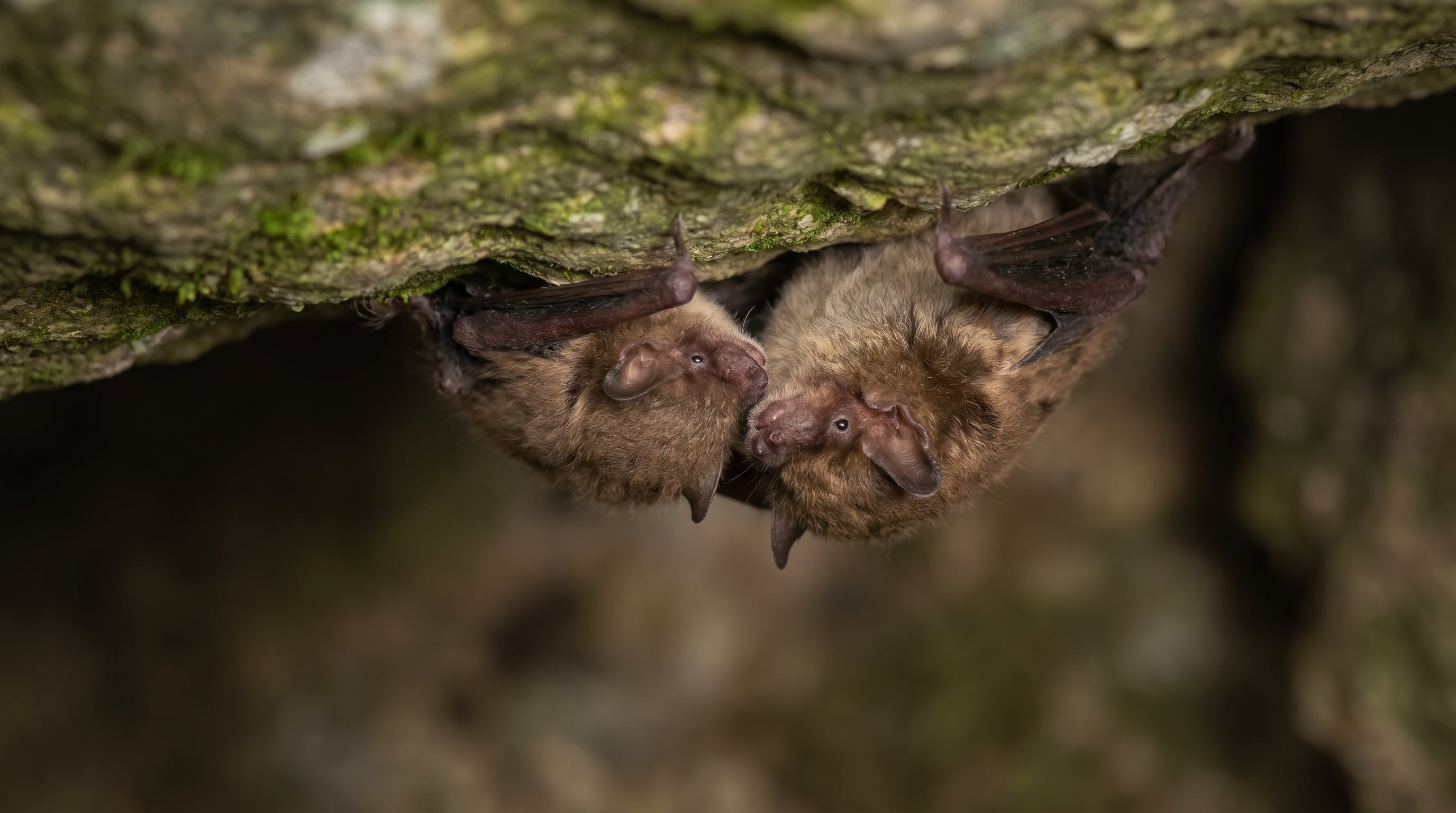 Los murciélagos mexicanos recurren a la ecolocalización: emiten sonidos de alta frecuencia que regresan como ecos, facilitando la detección de obstáculos y presas durante la noche. (Imagen Ilustrativa Infobae)