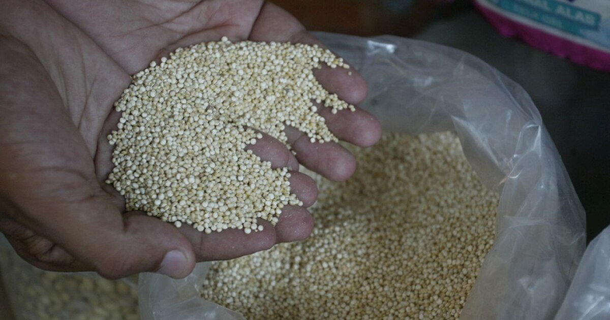 O estudo científico publica condições climáticas para a agricultura de quino O estudo científico publica condições climáticas para a agricultura de quino