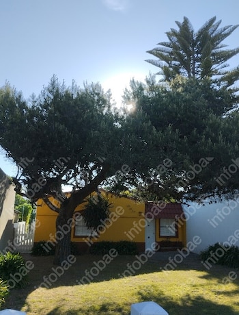 Uma casa amarela com jardim e uma grande árvore frondosa na frente; ao fundo, a copa da araucária aparece sob um céu ensolarado e claro
