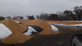 Rotura de silobolsas en Lobería,