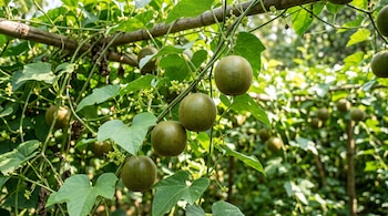 Frutos verdes y redondos cuelgan de enredaderas sostenidas por varas de bambú entre hojas verdes.