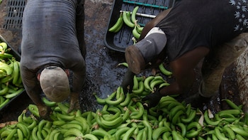 Amenaza armada en fincas de la Zona Bananera: Critican al presidente de la asociación del sector por recrear el hecho con una imagen de IA para sus redes sociales