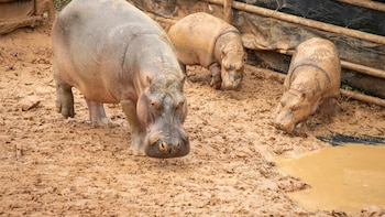 Reubican pareja de hipopótamos como estrategia para el control y manejo de esta especie invasora