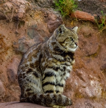 El gato andino es difícil de avistar (Shutterstock)