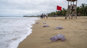 Varias medusas púrpuras translúcidas en una playa arenosa. Al fondo, personas, bandera roja, torre de salvavidas, palmeras y el mar bajo cielo nublado.
