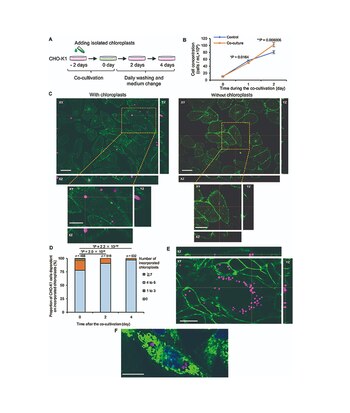 La fotosíntesis en células animales