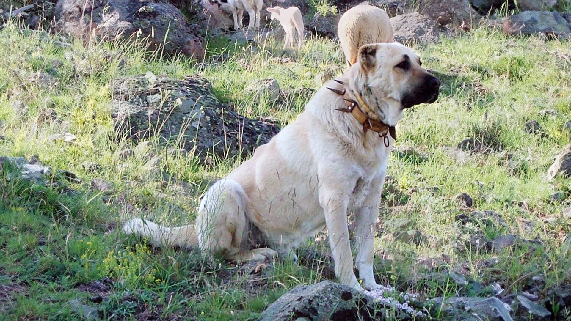 Kangal Turco, perros, razas de perros, mascotas, animales