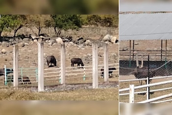 Las autoridades no dieron a