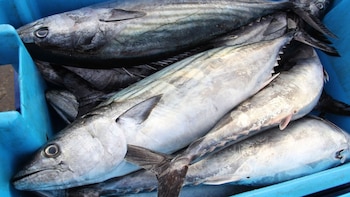 Gobierno suspende temporalmente la pesca de bonito: ¿A qué se debe?