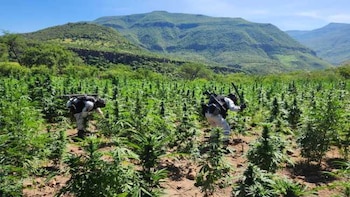 Marihuana destruida en Jalisco