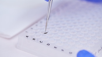 Cómo es la técnica argentina con radiación nuclear para esterilizar al mosquito del dengue