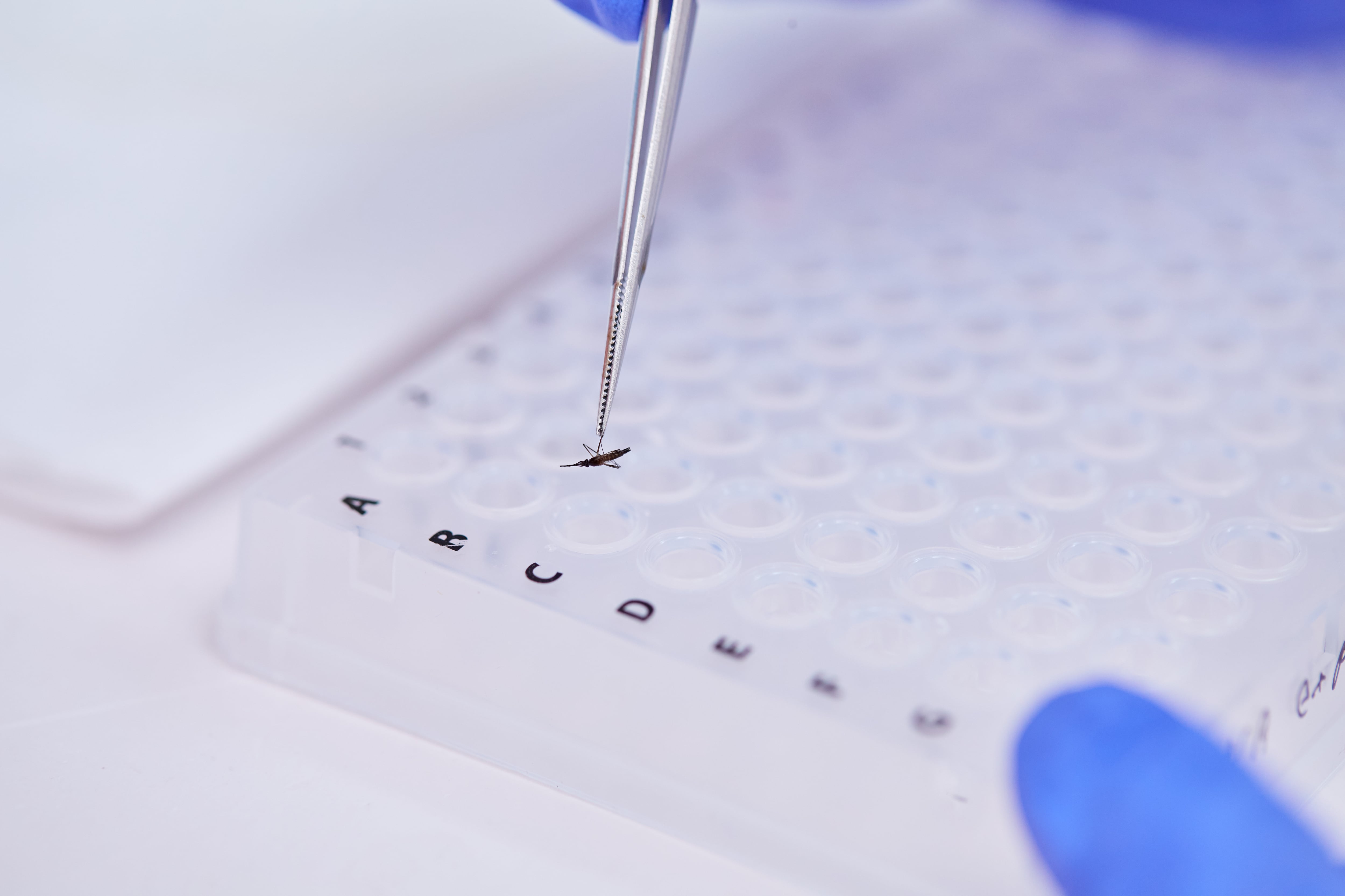 La investigación identificó mosquitos alimentados mayoritariamente de humanos. Aumenta el riesgo de exposición a virus como dengue, Zika y chikungunya (Archivo/ Malith Gayan Hettiarachchi)