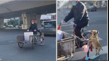 Perito acompaña a su dueño