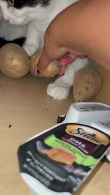 Nugget se acomoda junto a