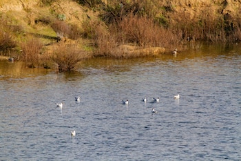 Varias aves en las Lagunas de Ambroz, a 11 de marzo de 2026, en Madrid. (Rafael Bastante/Europa Press)