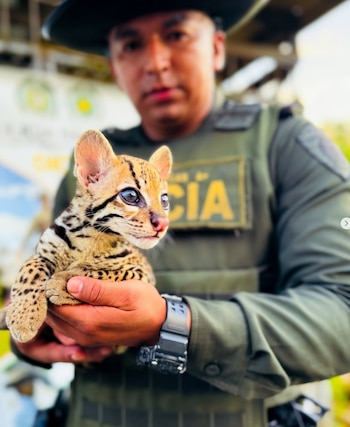 Las acciones de las autoridades evidencian la lucha activa contra el tráfico ilegal de biodiversidad y la protección ambiental en Antioquia - crédito Policía Antioquia