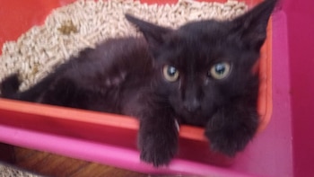 Un pequeño gatito negro con ojos amarillos brillantes yace en una caja de arena para gatos, con bordes rosas y rojos visibles