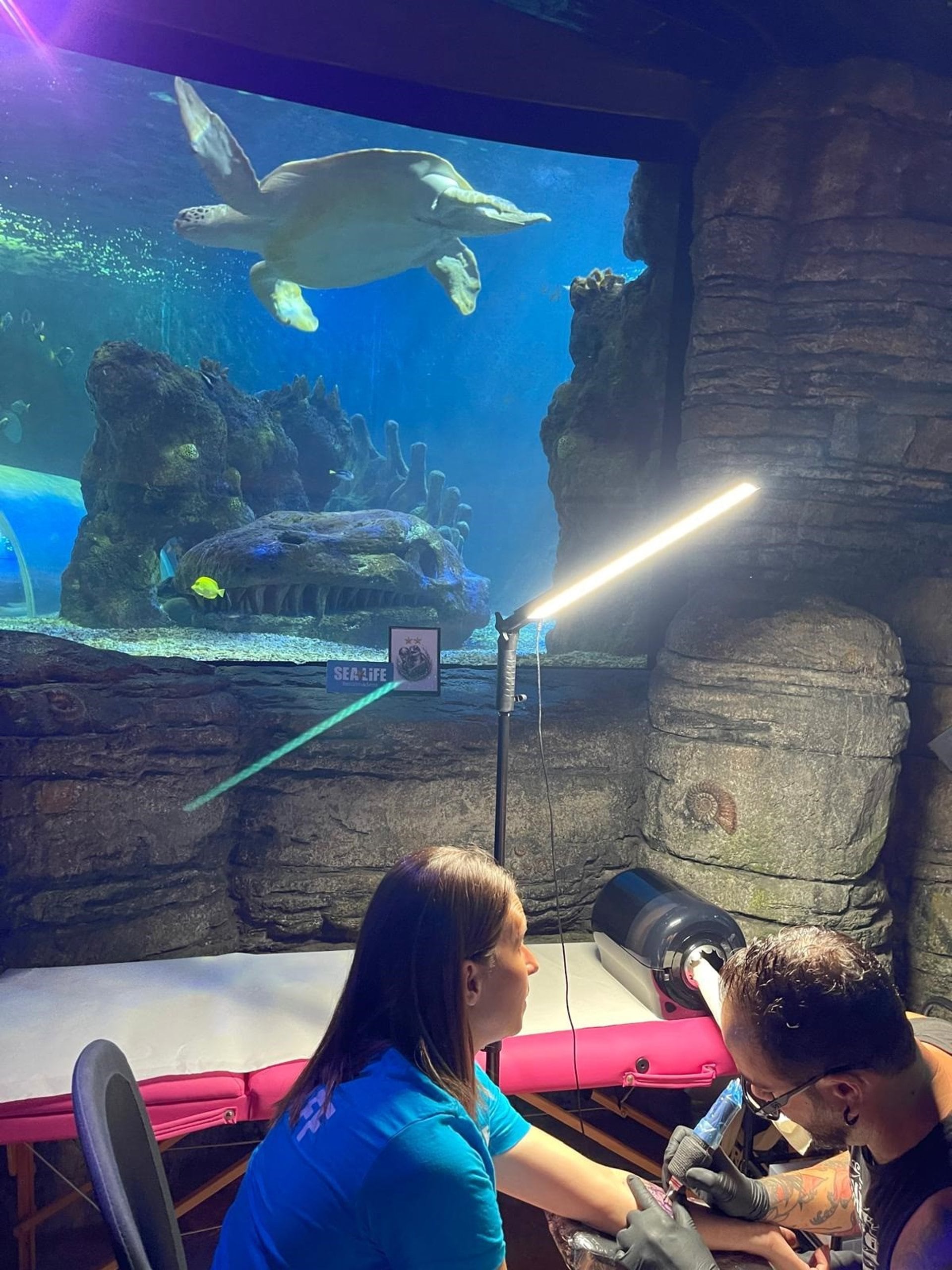 La tortuga Yellow de Sea Life Benalmádena culmina un pleno con los aciertos de España en el Mundial