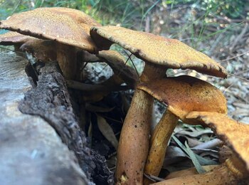 El hongo de eucaliptus se