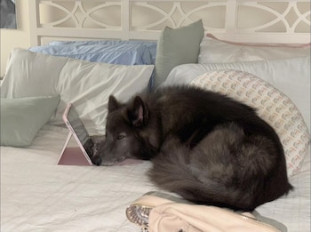 La endogamia en la raza