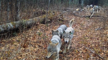 Varios lobos de pelaje gris y marrón caminan por un camino cubierto de hojas secas en un bosque, con un tronco caído a la izquierda y más árboles al fondo