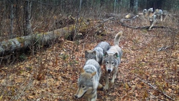 Cierran un popular campamento tras la conducta inusual de un lobo que entró a tiendas de campaña