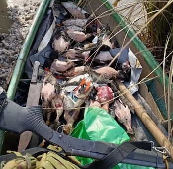 Identificaron en las publicaciones aves protegidas a nivel provincial, como el pato capuchino, el pato gargantilla y el pato overo