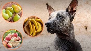 Primer plano de un perro sin pelo de raza Xoloitzcuintli, acompañado de tres círculos con imágenes de peras, plátanos y manzanas