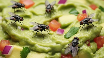 Esto deja la mosca en tu comida cuando se para dos segundos y por qué ya no puedes comerla