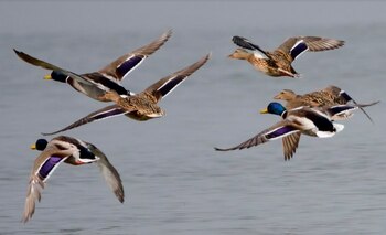 Foto cedida de patos reales en vuelo mostrando bandas alares blancas sobre fondo oscuro en las alas. EFE/Foto: Juan J. Negro.