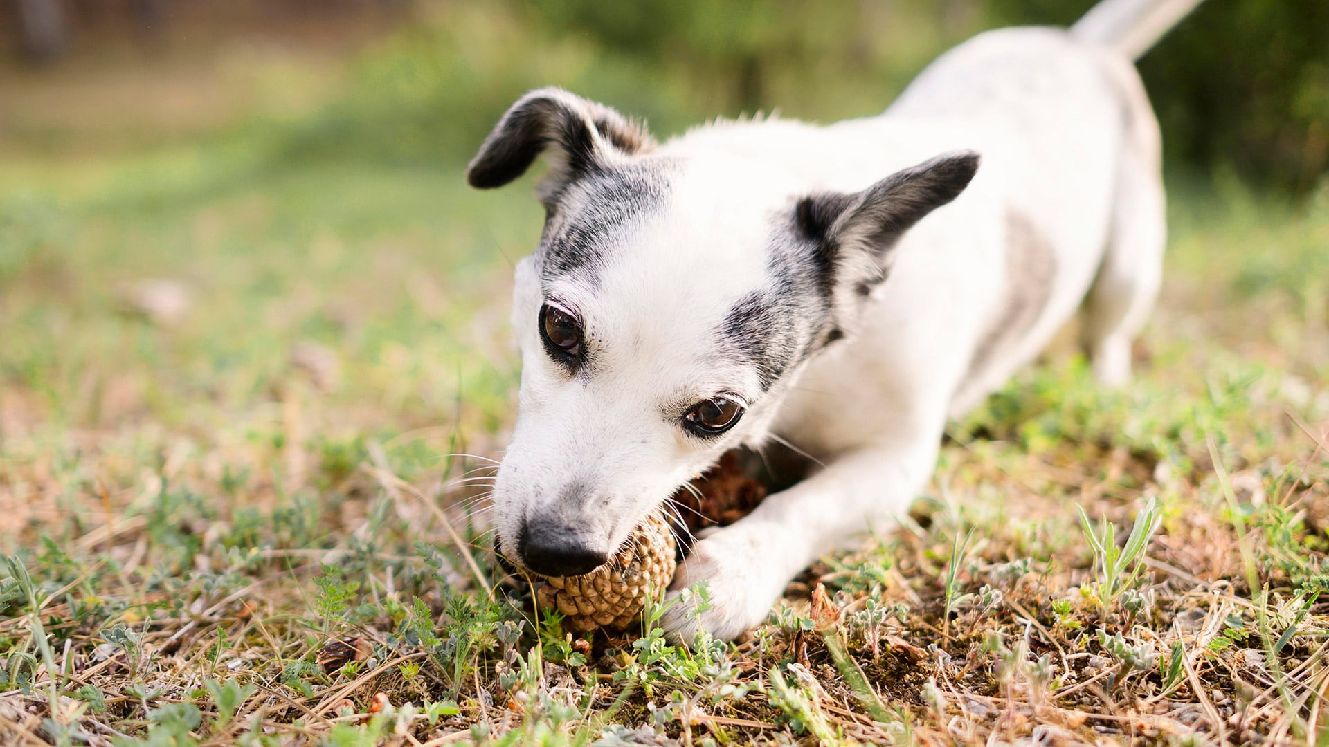 Los perros pueden contagiarse con el hongo del polvo y alertar sobre el riesgo de infección en las personas de la misma zona/Archivo Freepik