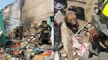 Dos perritos fueron rescatados del