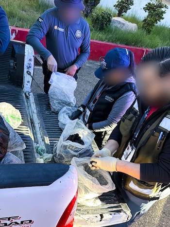 La Profepa decomisó un insólito