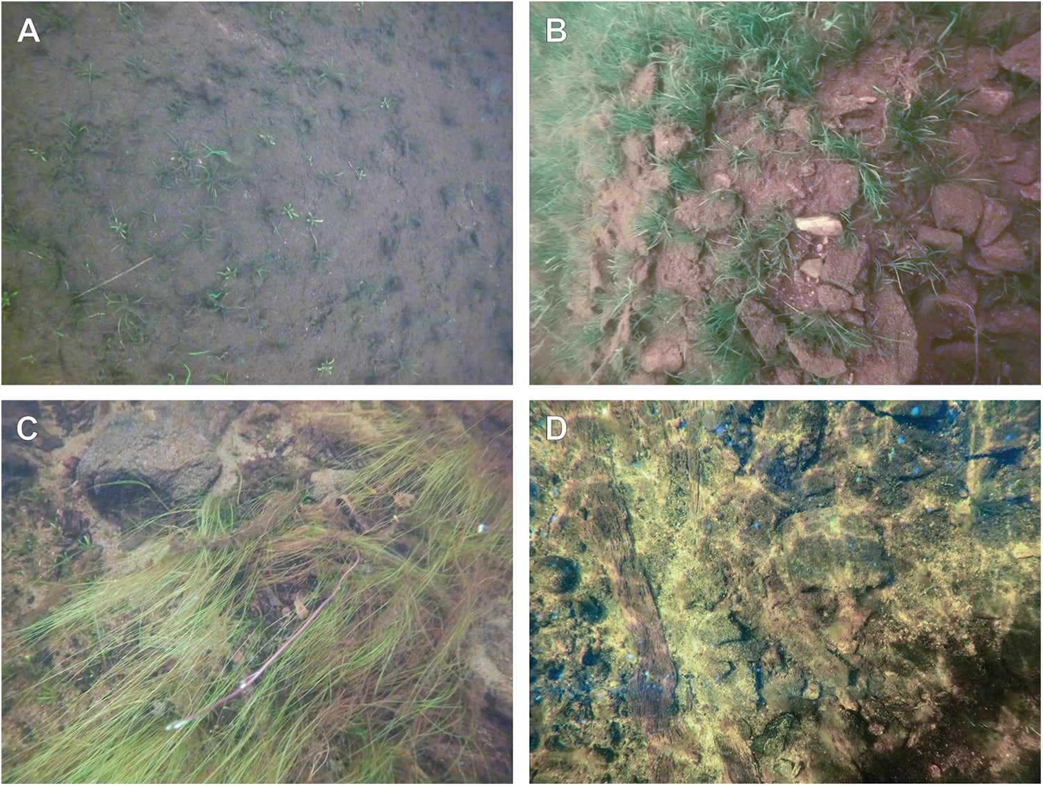 Un sistema con dos cámaras acuáticas permitió obtener imágenes estereoscópicas precisas en aguas poco profundas