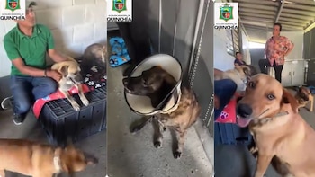 Indignación en Quinchía, Risaralda: alcalde anunció sanciones para quienes alimenten a un grupo de perros callejeros conocidos como “la banda del Serrucho”